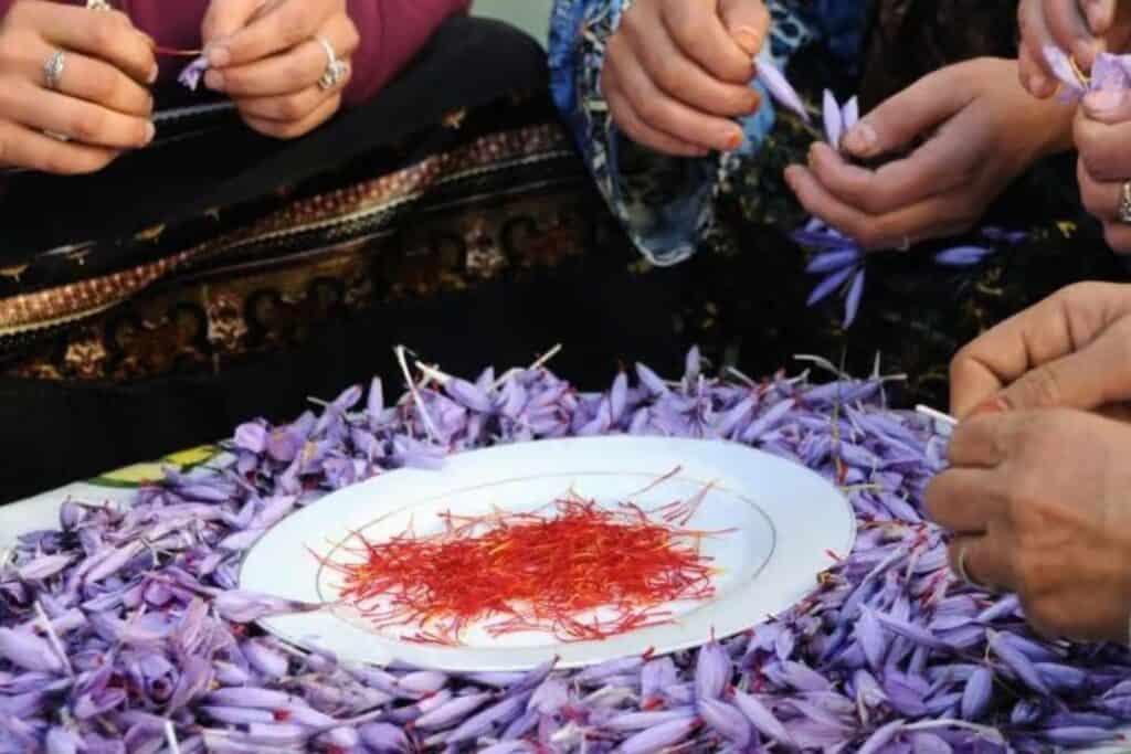 A história por trás do açafrão de Taliouine