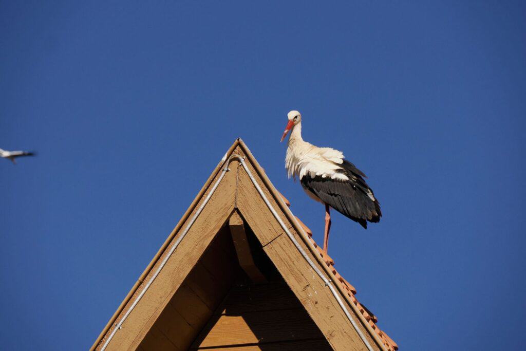 Turismo em Ifrane Marrocos